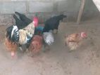 Farm Chicks