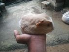 Guinea Pig