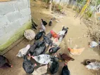 Farm Chickens