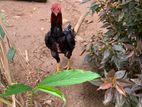 කුකුලා