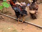 කුකුලන්