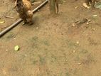 බ්රමා කුකුලා
