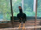Aseel Rooster