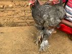 Brahma Chikens