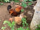 Brahma Chickens