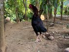 Farm Hens