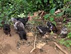 Brahma Chicks