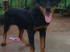 Rottweiler