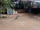 Rooster