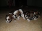 Shih Tzu Puppies