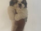 Shih Tzu Puppies