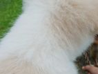 Pomeranian Puppy