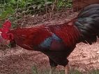 Rooster