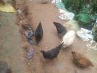 farm Hens