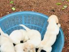 Labrador Retriever Puppies