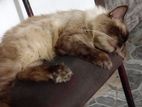 Persian Cat