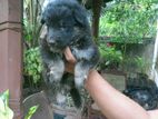 German Shepherd Puppies