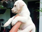Labrador Puppy