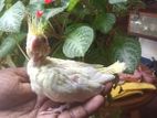 Lutino Cockatiel