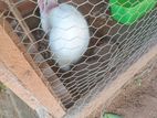 Rabbit