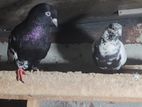 Pigeon