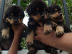 Rottweiler Puppies