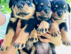 Rottweiler Puppies