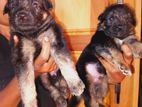 German Shepherd Puppy