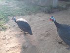 Helmeted Guineafowl