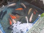 Koi Fish