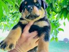 Rottweiler Puppies