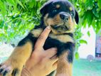 Rottweiler Puppy