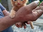 Ginger Persian Cat