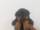 Rottweiler Puppies
