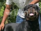 Rottweiler Puppy