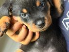 Rottweiler Puppies