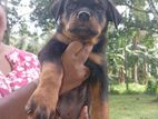 Rottweiler Puppy