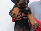 Rottweiler Puppies