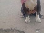 Xl American Bully Female