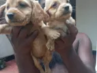 Crocker Spenial Pupppies