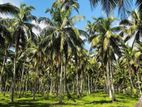 Land For Sale - Mawiela Kuliyapitiya