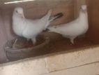Pigeon