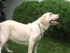 Labrador Dog