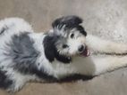 Terrior Puppies