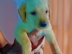 විකිණීමට ඇත - Labrador පැටවා / Puppy For Sale