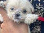 Shih Tzu Puppies
