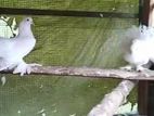 Pigeon