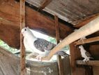 Pigeon