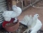 Pigeon