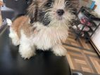 Shih Tzu Puppy